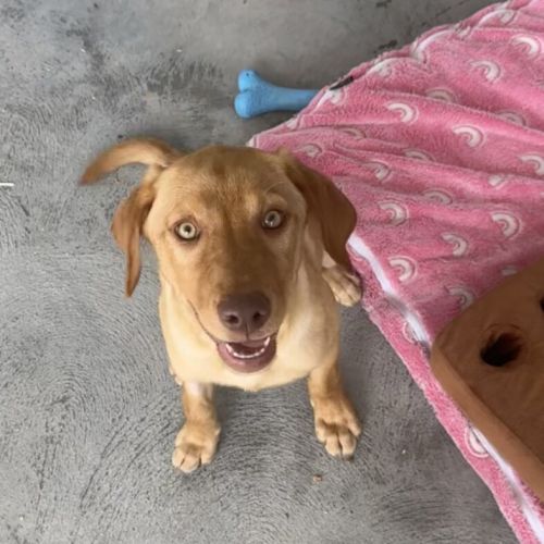 Holly - Labrador Retriever Dog