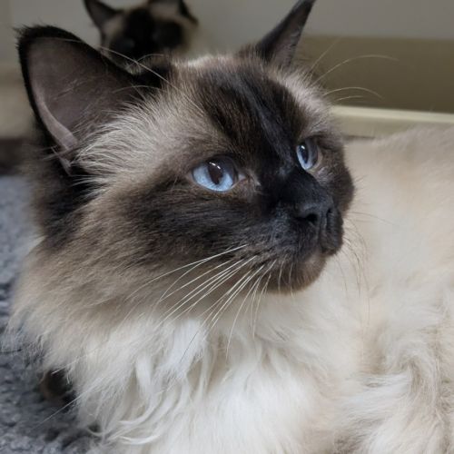 🪼 Saphire 6925 🪼 - Ragdoll Cat