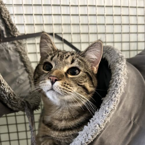 Lux - Domestic Short Hair Cat