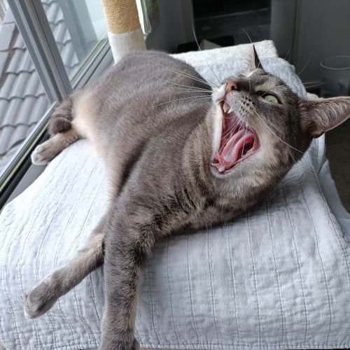 Cedric - Domestic Short Hair (DSH) Cat