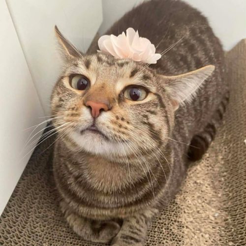 Tilly - Domestic Short Hair (DSH) Cat
