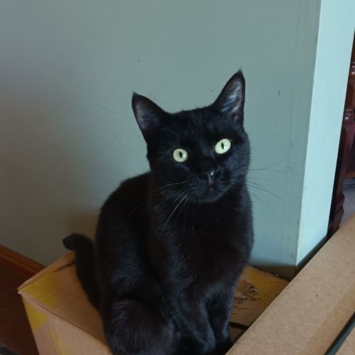 Adele - Domestic Short Hair (DSH) Cat
