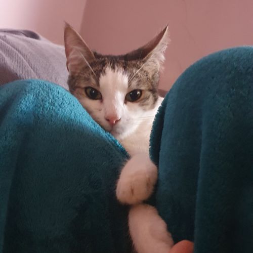Snack - Domestic Short Hair (DSH) Cat