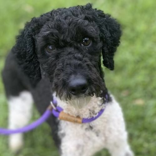 Hanna - Poodle (Miniature) Dog
