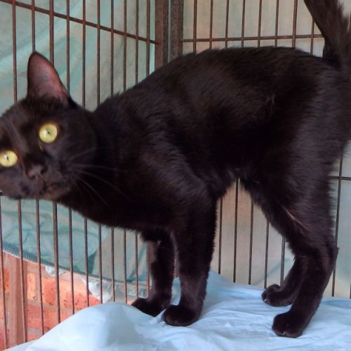 Missouri - Domestic Short Hair (DSH) Cat