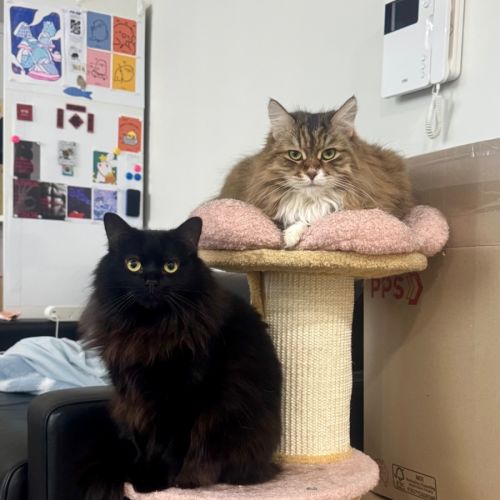 Ha Ha - Domestic Medium Hair (DMH) Cat