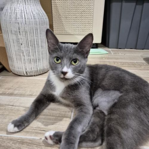 Summer - Domestic Short Hair (DSH) Cat