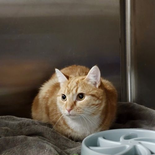 Cessna - Domestic Short Hair (DSH) Cat