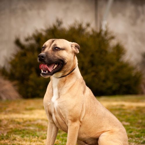 Banjo  - Mixed breed Dog