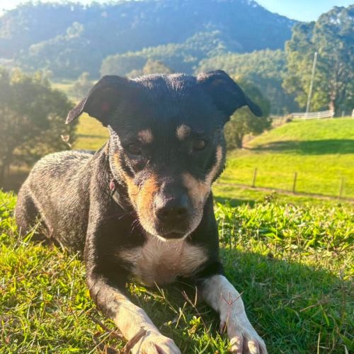 Tess - Staffordshire Bull Terrier Dog