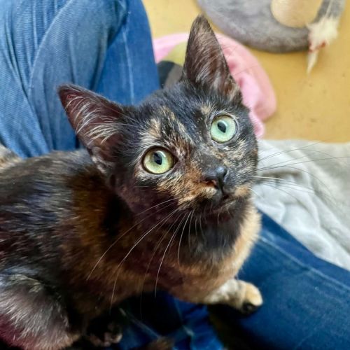 Juniper & Chip - Domestic Short Hair (DSH) Cat