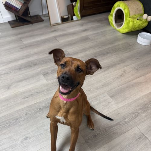 Tessy imp 1435 - American Staffordshire Terrier Dog
