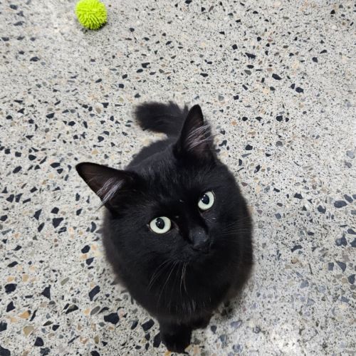 Bynx - Domestic Medium Hair (DMH) Cat