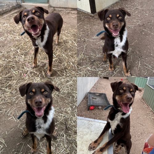 Eddy - Australian Kelpie Dog