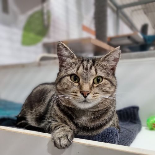 Harold - Domestic Short Hair (DSH) Cat