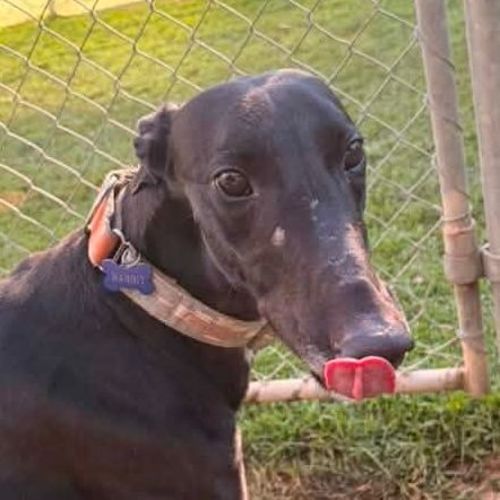 Rabbit The Greyhound - Greyhound Dog