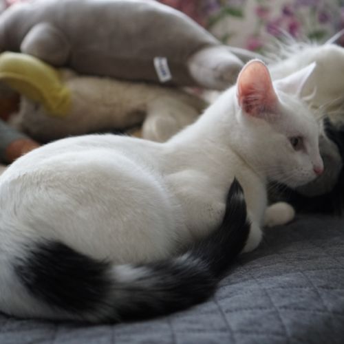 Lumi - Domestic Short Hair (DSH) Cat