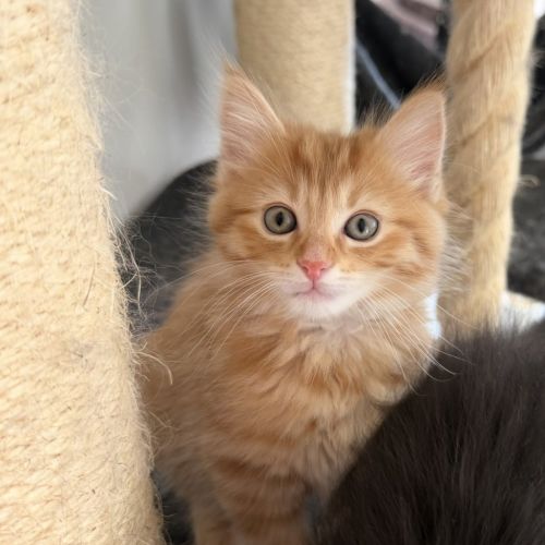 Orlo - Dmh Cat