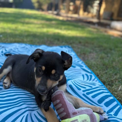Potato  - German Shepherd Dog x Australian Kelpie Dog
