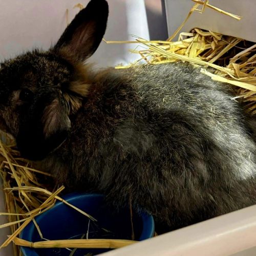 Chips - Cashmere Lop Rabbit