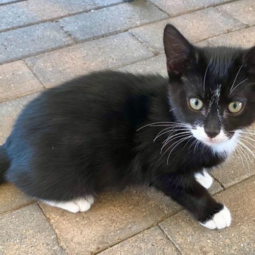 Foxy Socks Buu - Domestic Short Hair (DSH) Cat