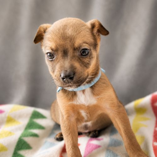 Benji - Mixed Dog
