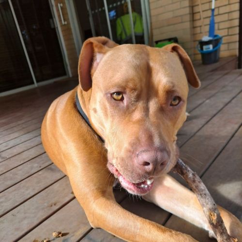 Charlie  - American Staffordshire Terrier Dog