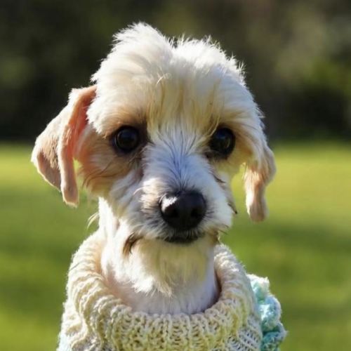 Penelope - Maltese Dog