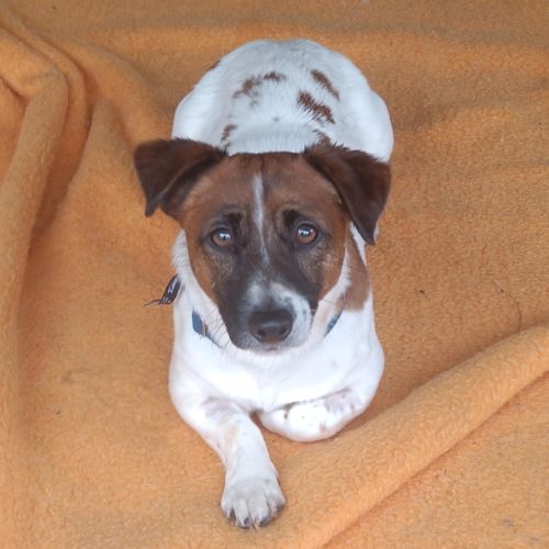 Ayo - Jack Russell Terrier x Miniature Fox Terrier Dog