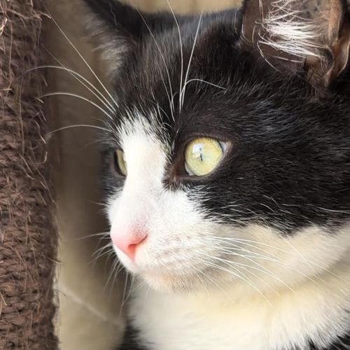 Gochi - Domestic Short Hair Cat