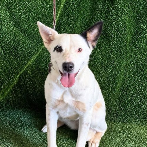 Quincy - Australian Cattle Dog