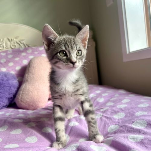 Whit - Domestic Short Hair (DSH) Cat