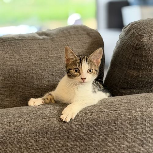 Charlie - Domestic Short Hair (DSH) Cat