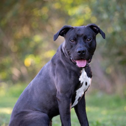 Bronson - American Staffordshire Terrier Dog