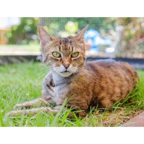 11664 - Maeve - Domestic Short Hair (DSH) Cat