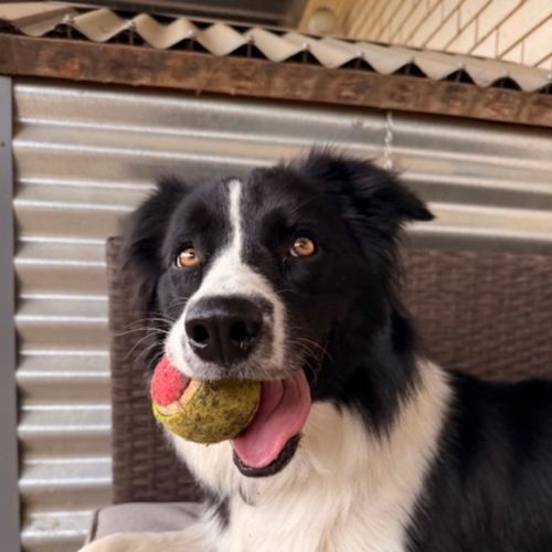 Nellie - Border Collie Dog