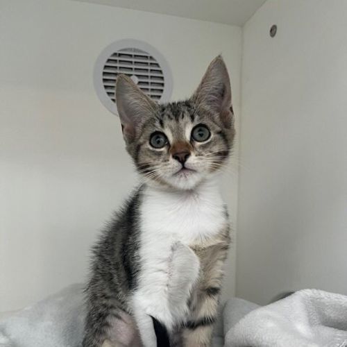 Milani - Domestic Short Hair (DSH) Cat