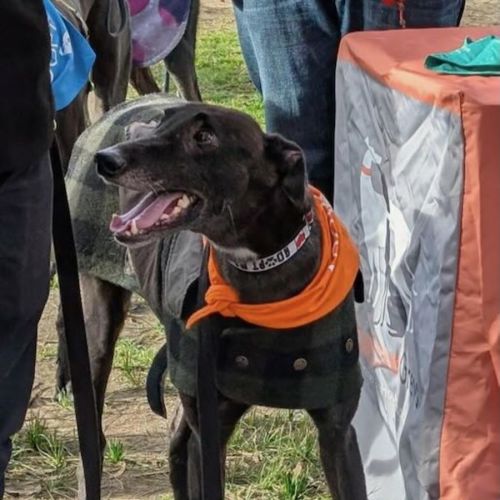 Connor - Greyhound Dog