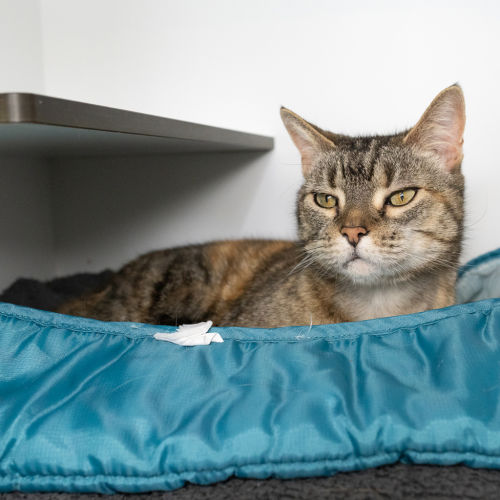 Bonnie - Domestic Short Hair Cat