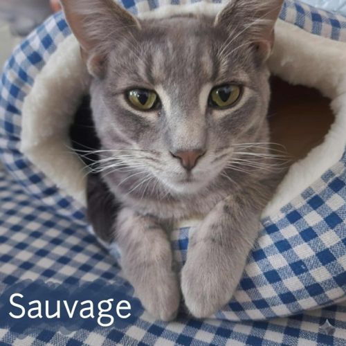 Sauvage - Domestic Short Hair (DSH) Cat