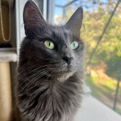 Rose  - Domestic Medium Hair (DMH) Cat