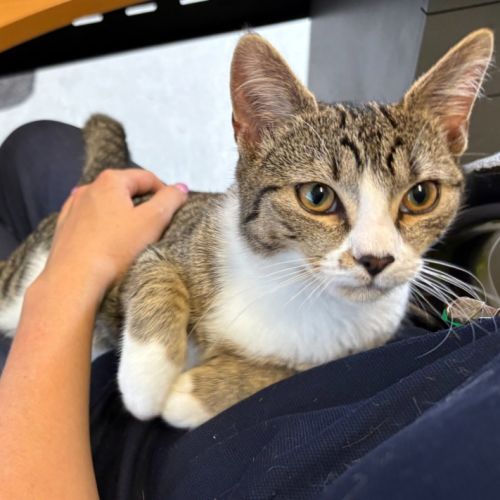 Tortellini - Domestic Short Hair (DSH) Cat