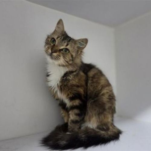 Tilly - Domestic Short Hair Cat