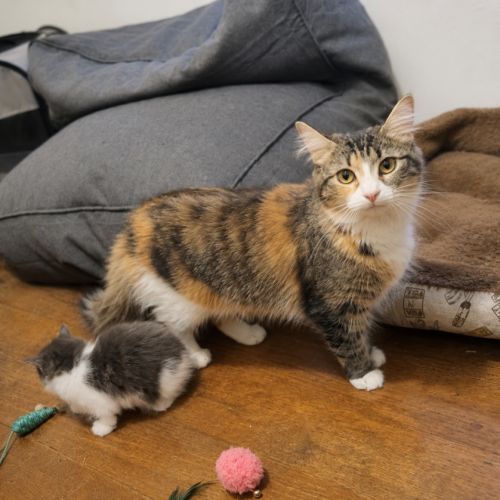 Malibu - Domestic Short Hair (DSH) Cat