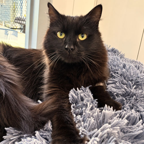 Nyx - Domestic Medium Hair (DMH) Cat