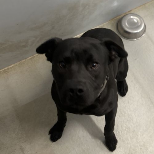 Ragnar Lothbrock - Staffordshire Bull Terrier Dog