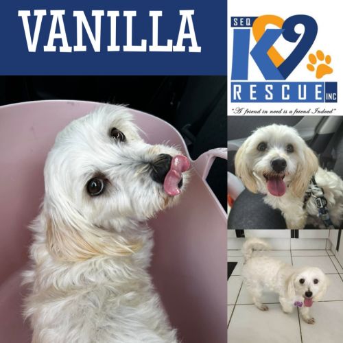 Vanilla - Mixed breed Dog