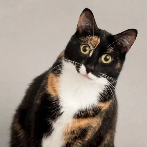 Millie - Domestic Short Hair (DSH) Cat