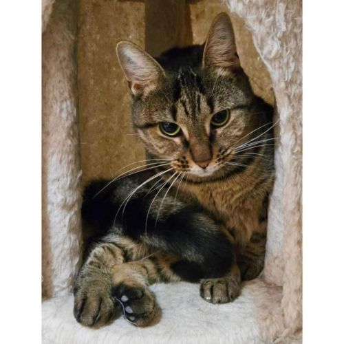 10757 - Cura - Domestic Short Hair (DSH) Cat
