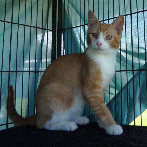 Brooke and Bruce - Domestic Short Hair (DSH) Cat